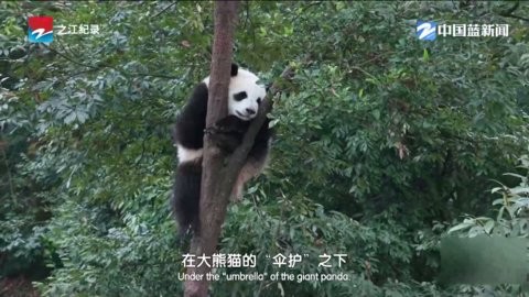 云电视pro电视版下载