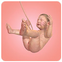 人类进化史手机版